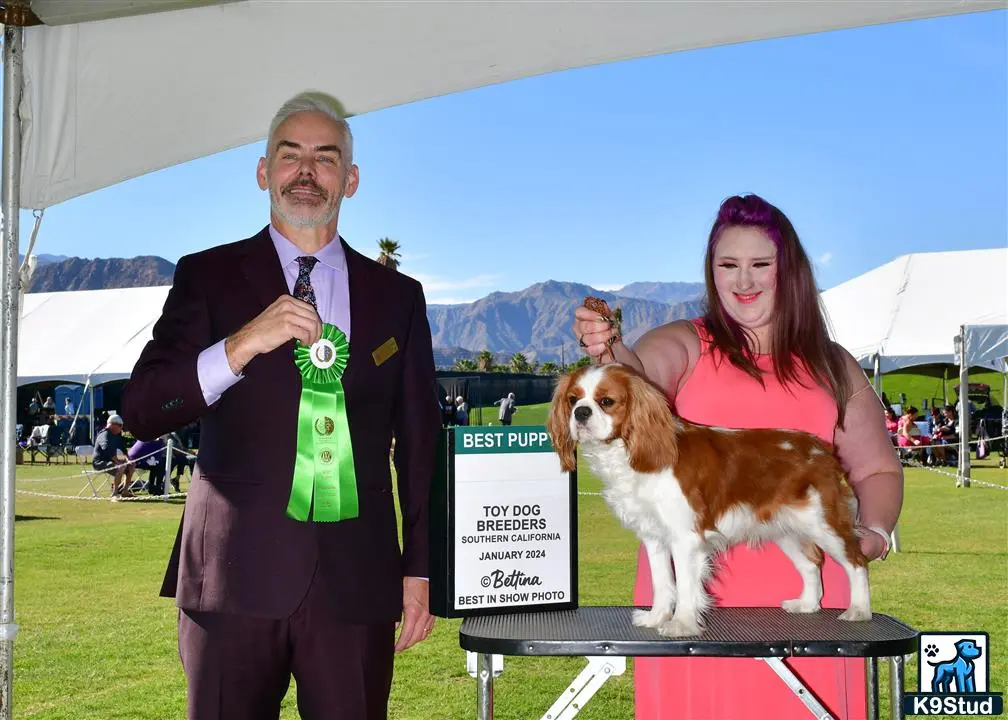 Cavalier King Charles Spaniel stud dog: Cavalier King Charles Spaniel on grooming table at dog show