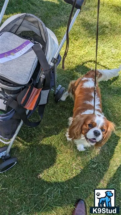 Cavalier King Charles Spaniel stud dog: Cavalier King Charles Spaniel with a tricolor coat, standing on grass