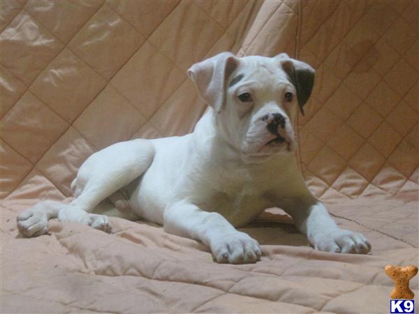 boxer puppies for sale in md boxer puppy for sale boxer puppies in md 7 years boxer puppies for sale in md boxer puppy for sale boxer puppies in md 7 years
