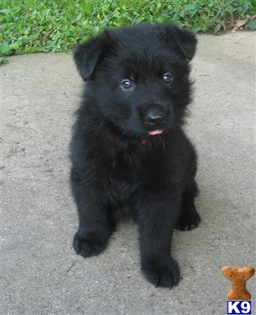 black german shepherd puppies illinois german shepherd puppies for sale in illinois black german shepherd puppies illinois german shepherd puppies for sale in illinois