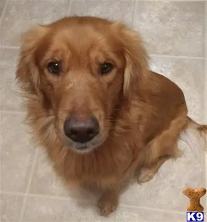 Golden Retriever stud dog