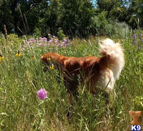 Golden Retriever stud dog