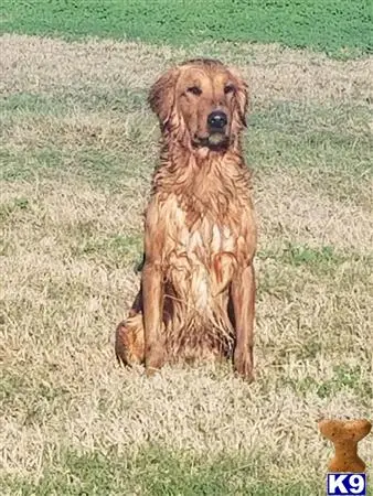 Golden Retriever stud dog