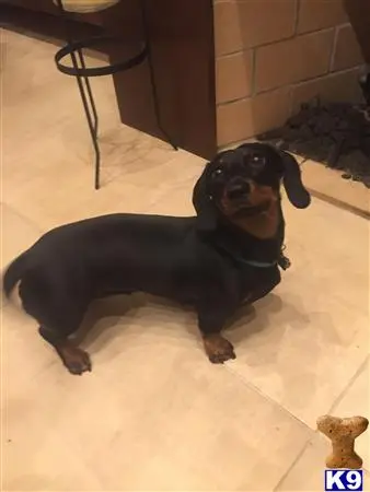 Dachshund