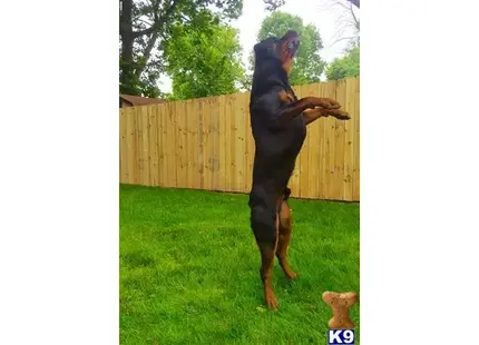 Rottweiler stud dog: a rottweiler dog standing on its hind legs