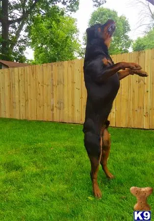Rottweiler stud dog: a rottweiler dog standing on its hind legs