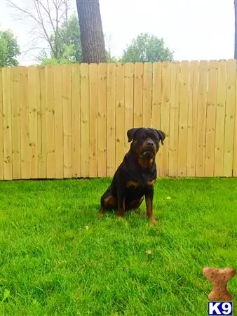 Rottweiler stud dog: a rottweiler dog sitting in a yard