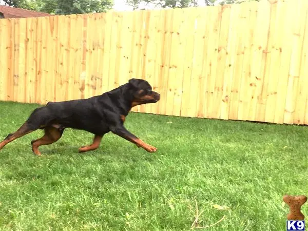 Rottweiler stud dog: a rottweiler dog running in the grass