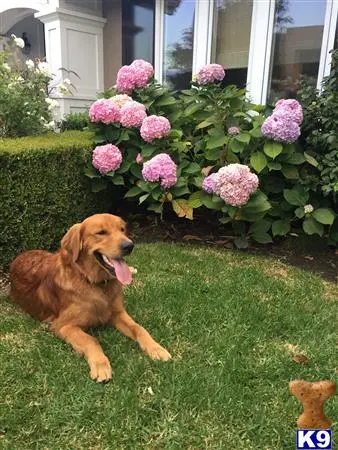 Golden Retriever stud dog