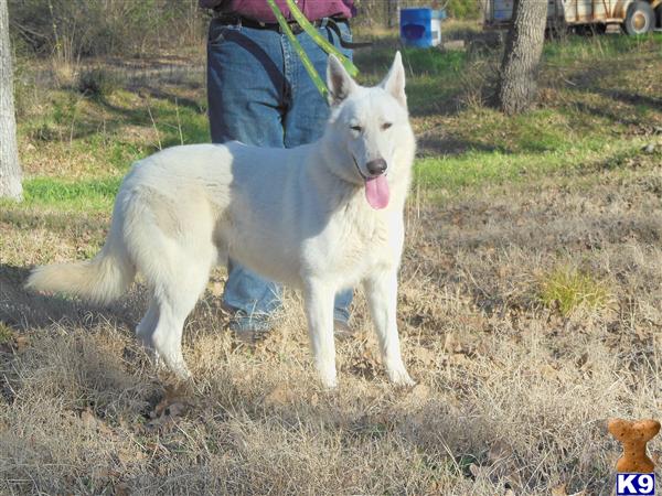 German Shepherd dog for sale: White German Shepherd standing in a grassy outdoor setting