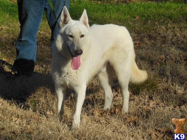 German Shepherd dog for sale: White German Shepherd standing in grass with tongue out