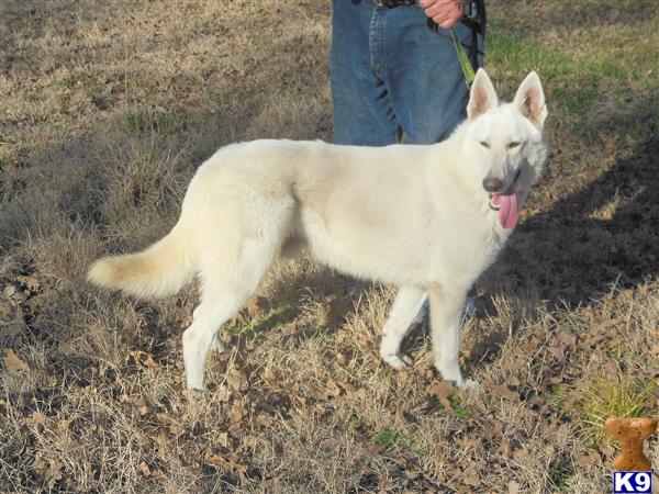 German Shepherd dog for sale: White German Shepherd standing on grass with tongue out