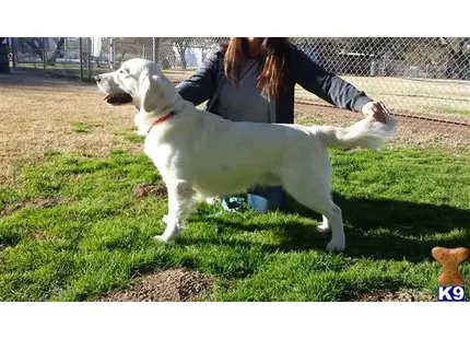 Golden Retriever stud dog: a person playing with a golden retriever dog