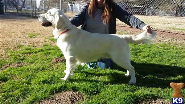 Golden Retriever stud dog: a person playing with a golden retriever dog