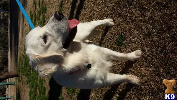 Golden Retriever stud dog: a golden retriever dog lying on its back