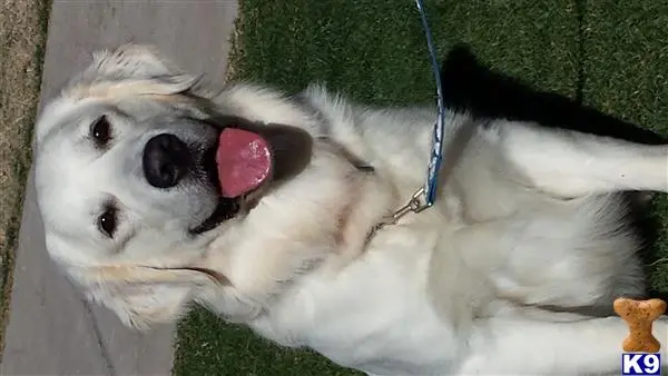 Golden Retriever stud dog: a golden retriever dog lying on its back