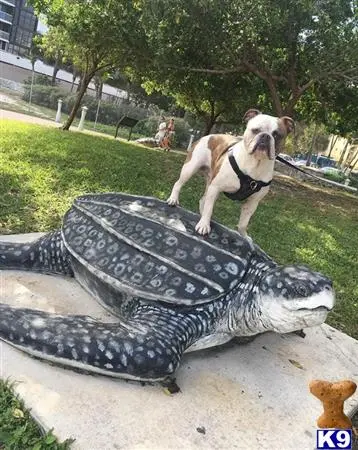 Old English Bulldog stud dog