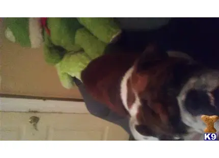 a english bulldog dog lying on the ground