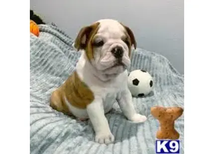 English Bulldog