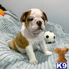 English Bulldog puppy for sale