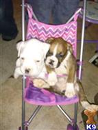 boxer puppy posted by wisewomen69