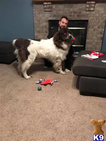 Newfoundland stud dog