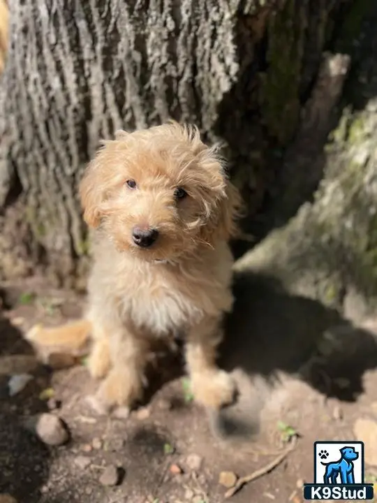 Poodle puppy for sale