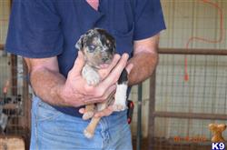 Catahoula