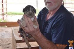catahoula puppy posted by wmanuel