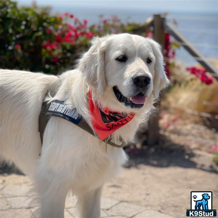 a golden retriever dog wearing a bandana