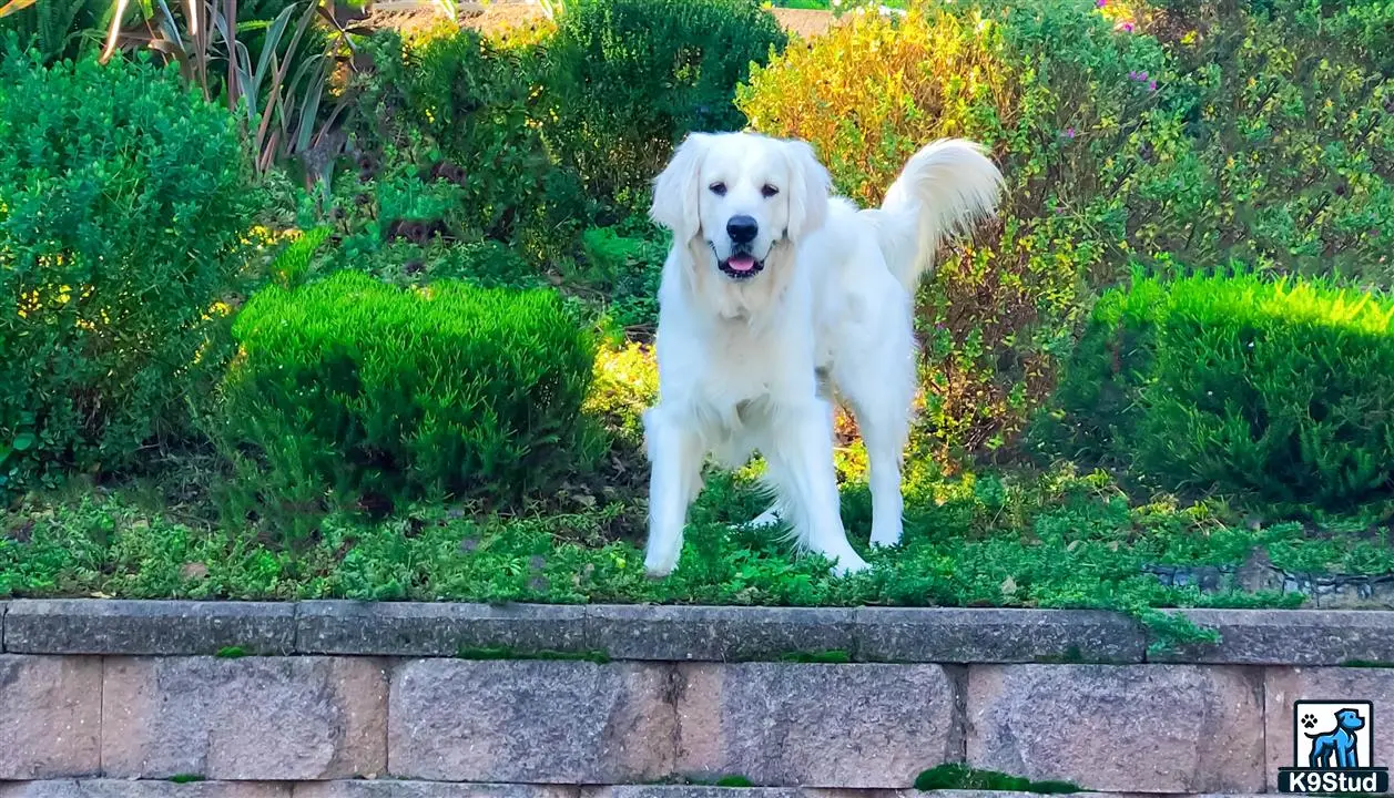 Golden Retriever stud dog