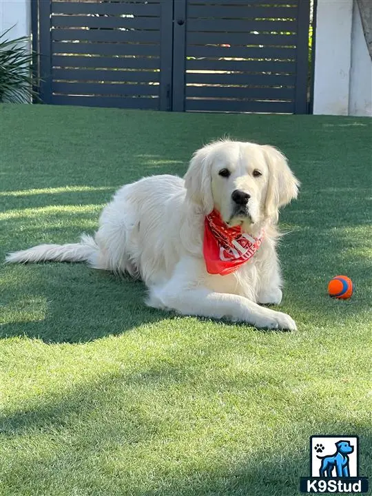 Golden Retriever stud dog