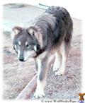 Wolf Dog dog for sale: Gray and white wolf dog walking on gravel surface