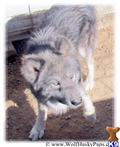 Wolf Dog dog for sale: Gray and white wolf dog standing on dirt ground