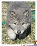 Wolf Dog puppy for sale: Gray wolf dog puppy running on grass