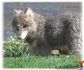 Wolf Dog dog for sale: Fluffy gray wolf dog standing on green grass