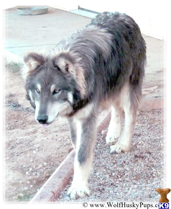 Wolf Dog dog for sale: Gray and white wolf dog walking on gravel surface