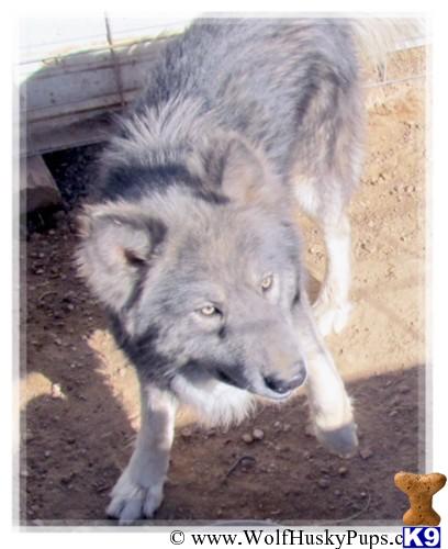 Wolf Dog dog for sale: Gray and white wolf dog standing on dirt ground