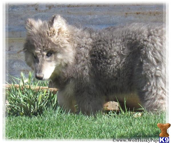 Wolf Dog dog for sale: Fluffy gray wolf dog standing on green grass