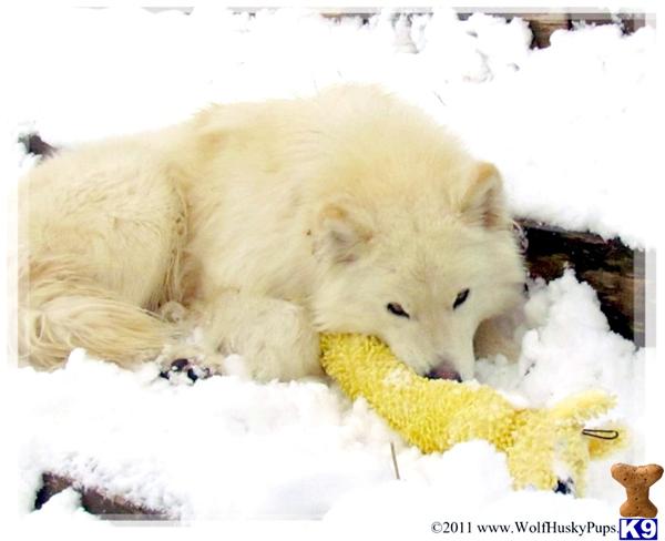 Wolf Dog dog for sale: Fluffy white dog playing with a yellow toy in the snow