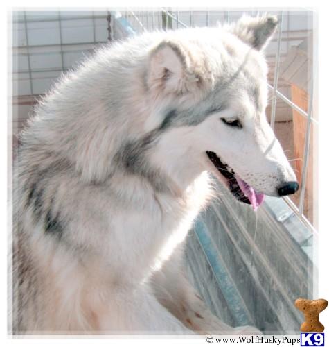 Wolf Dog dog for sale: Fluffy gray and white wolf dog sitting calmly in a kennel