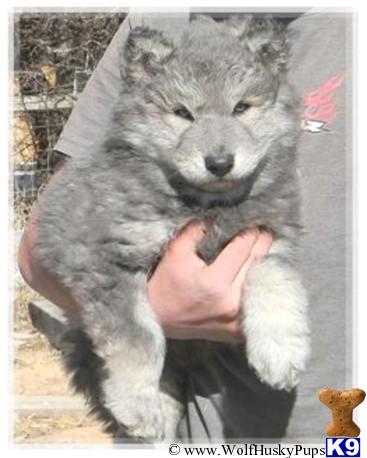 Wolf Dog puppy for sale: Gray and white wolf dog puppy being held in arms