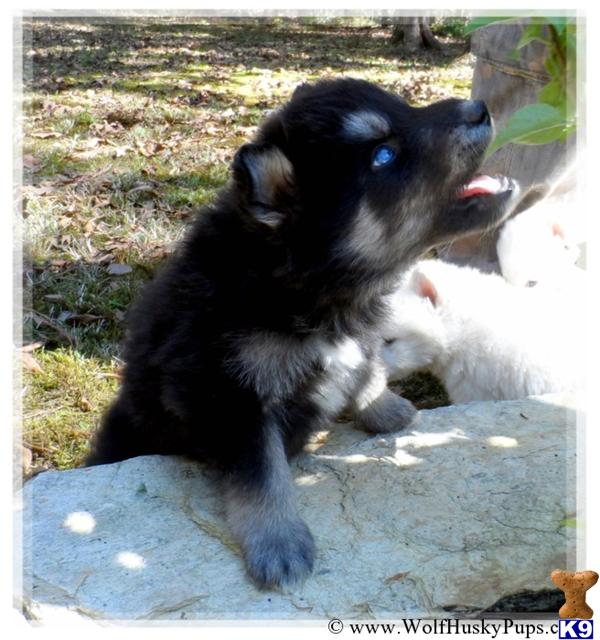 Wolf Dog dog for sale: Black and gray wolf dog puppy with blue eyes, playfully exploring