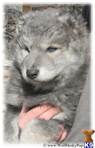 Wolf Dog puppy for sale: Fluffy gray wolf dog puppy with striking blue eyes