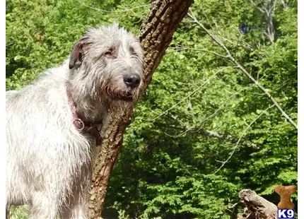 Irish Wolfhound