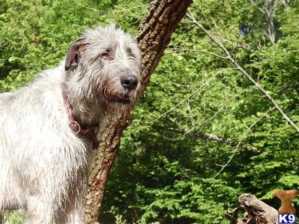 Irish Wolfhound female dog