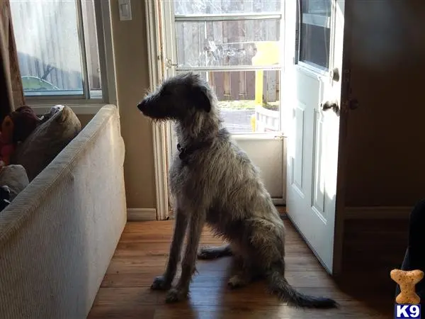 Irish Wolfhound female dog