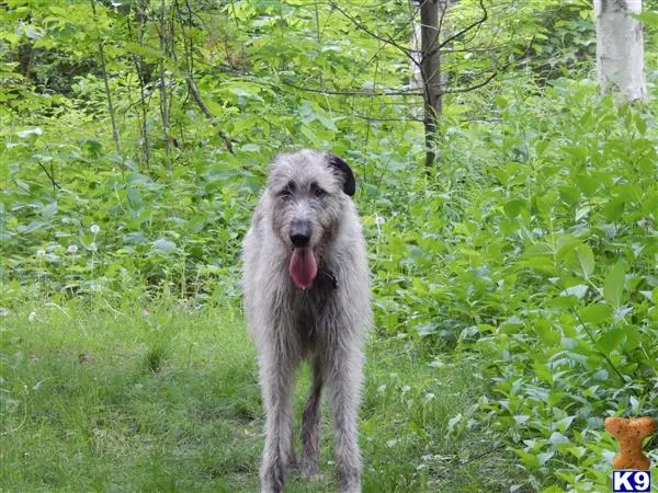 Irish Wolfhound female dog