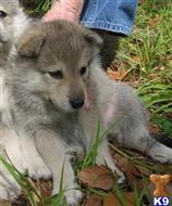 wolf dog puppy posted by wolfchief45
