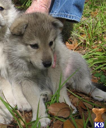 Wolf Dog Puppy for Sale: Smokey